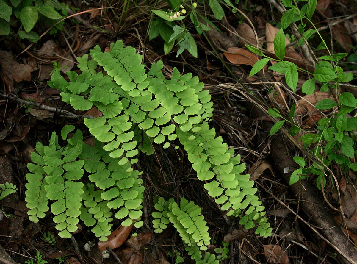 maidenhair fern
